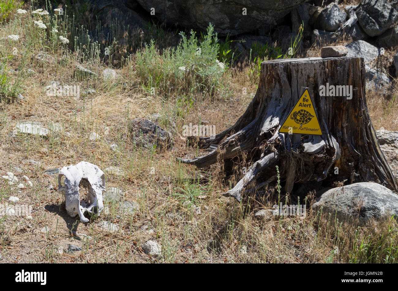 Skull near a sign warning to beware of rattle snakes Stock Photo