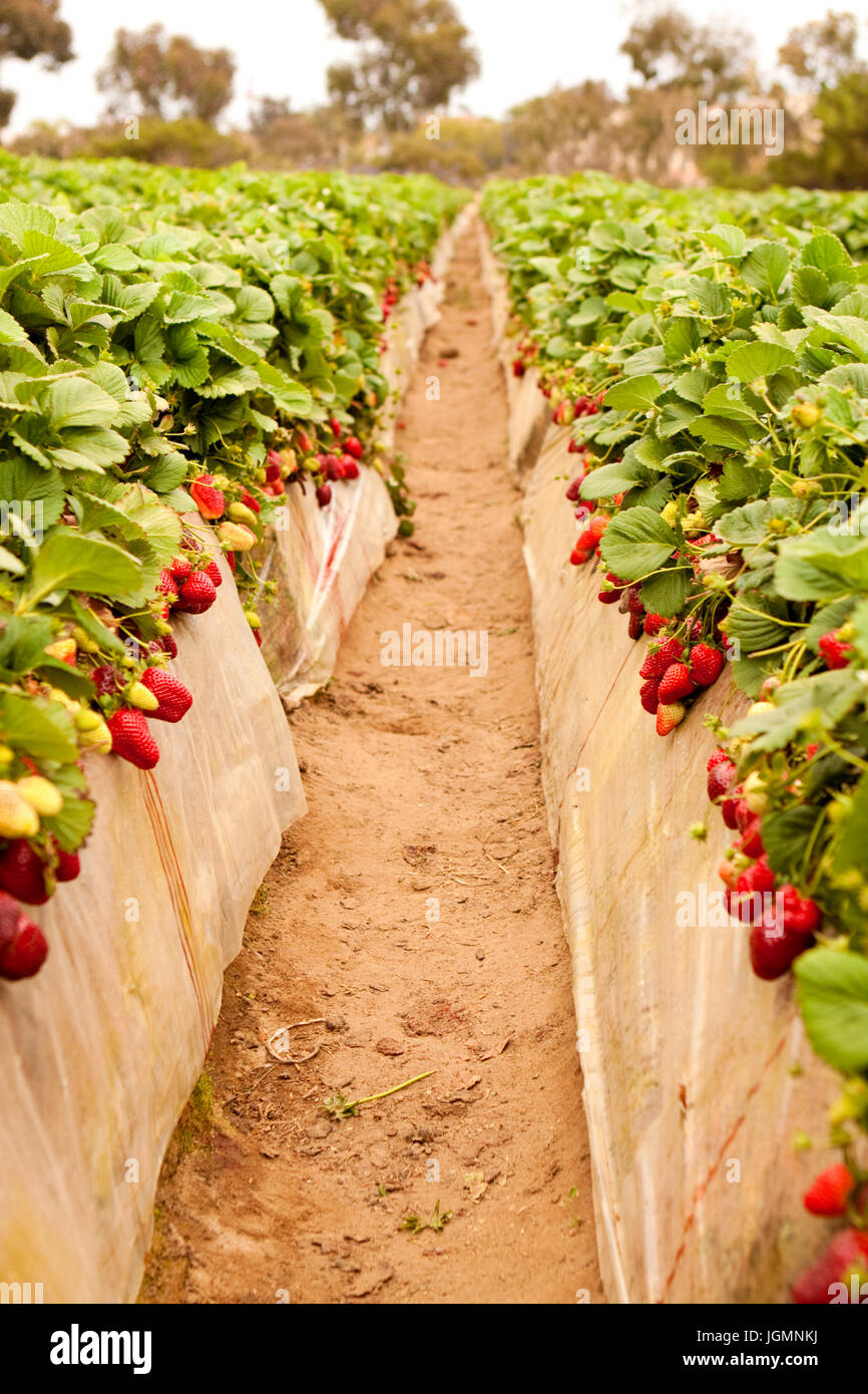 Photo of a strawberry patch in the summer Stock Photo Alamy