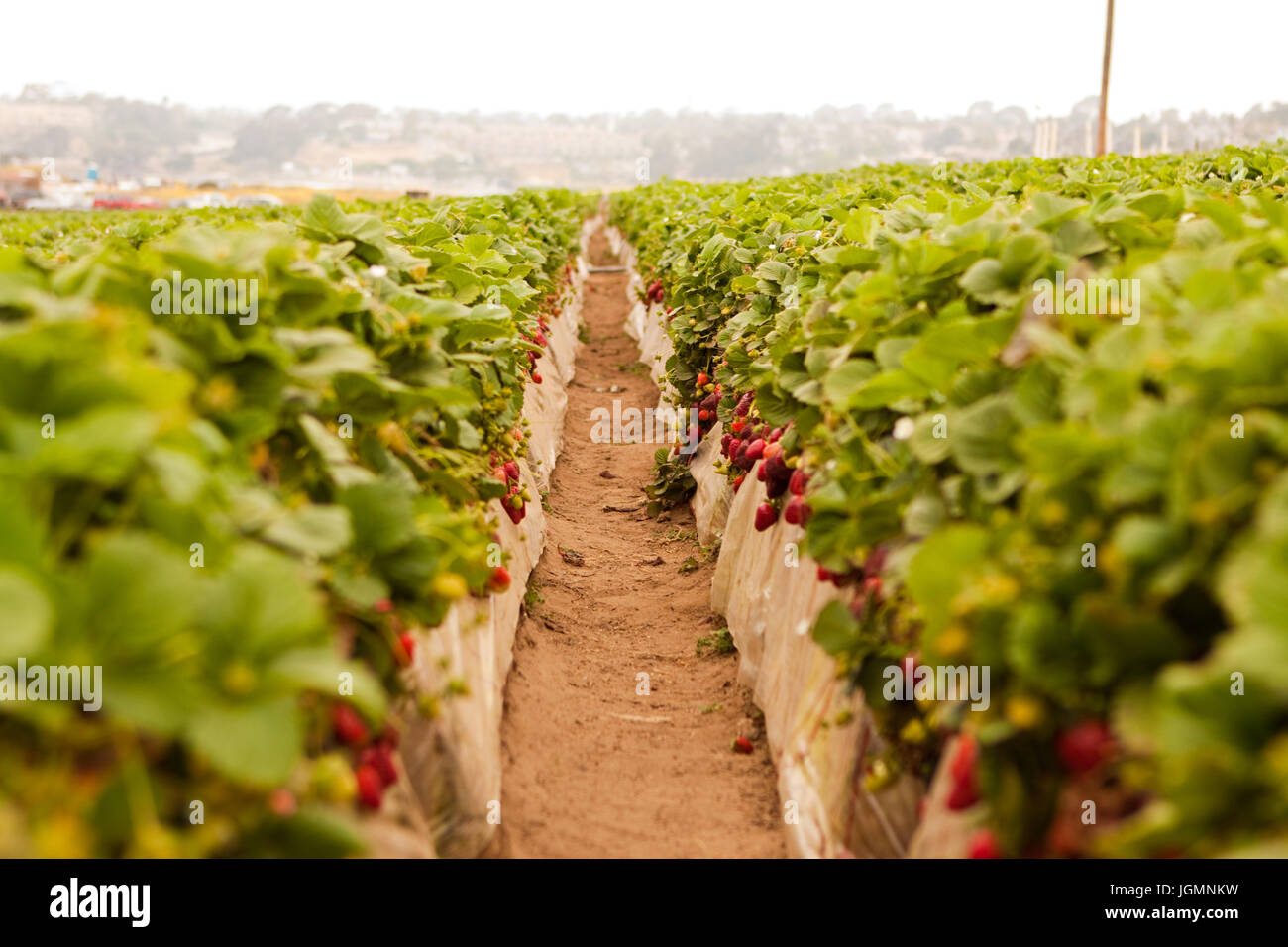 Photo of a strawberry patch in the summer Stock Photo Alamy