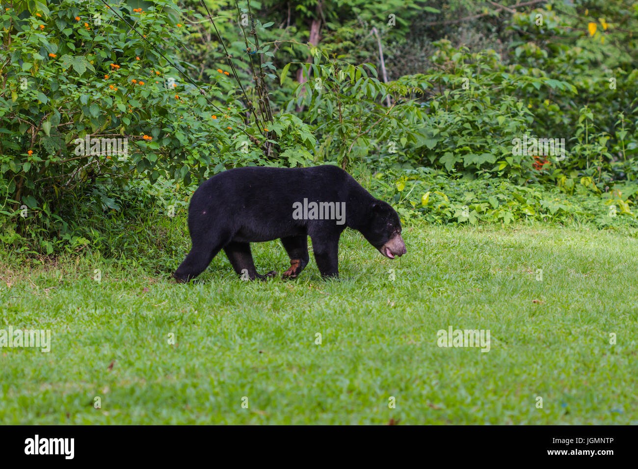 Malayan sun bear, Honey bear (Ursus malayanus) in real nature Stock Photo Alamy