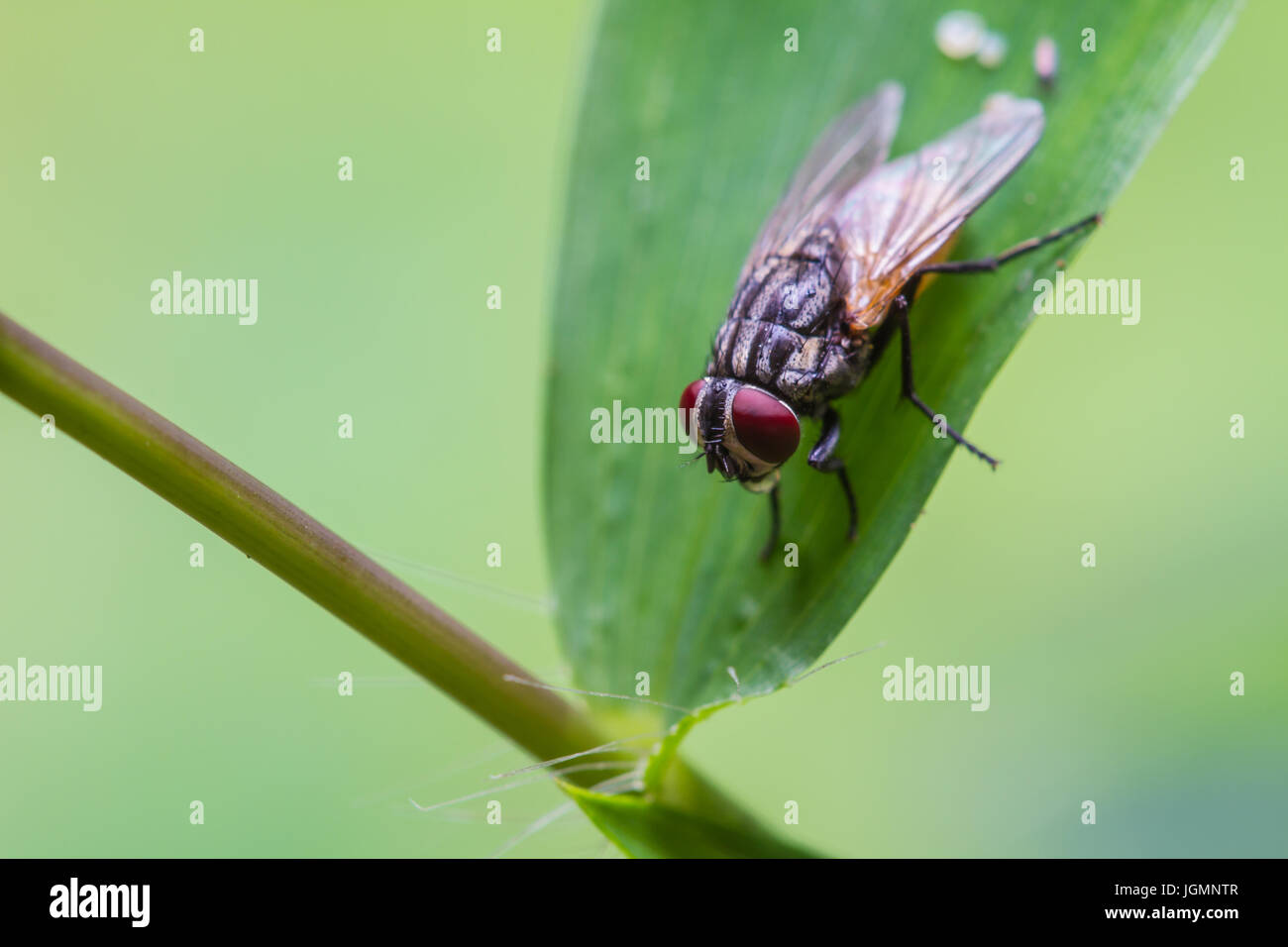 close up Blow fly, carrion fly, bluebottles, greenbottles, or cluster fly Stock Photo
