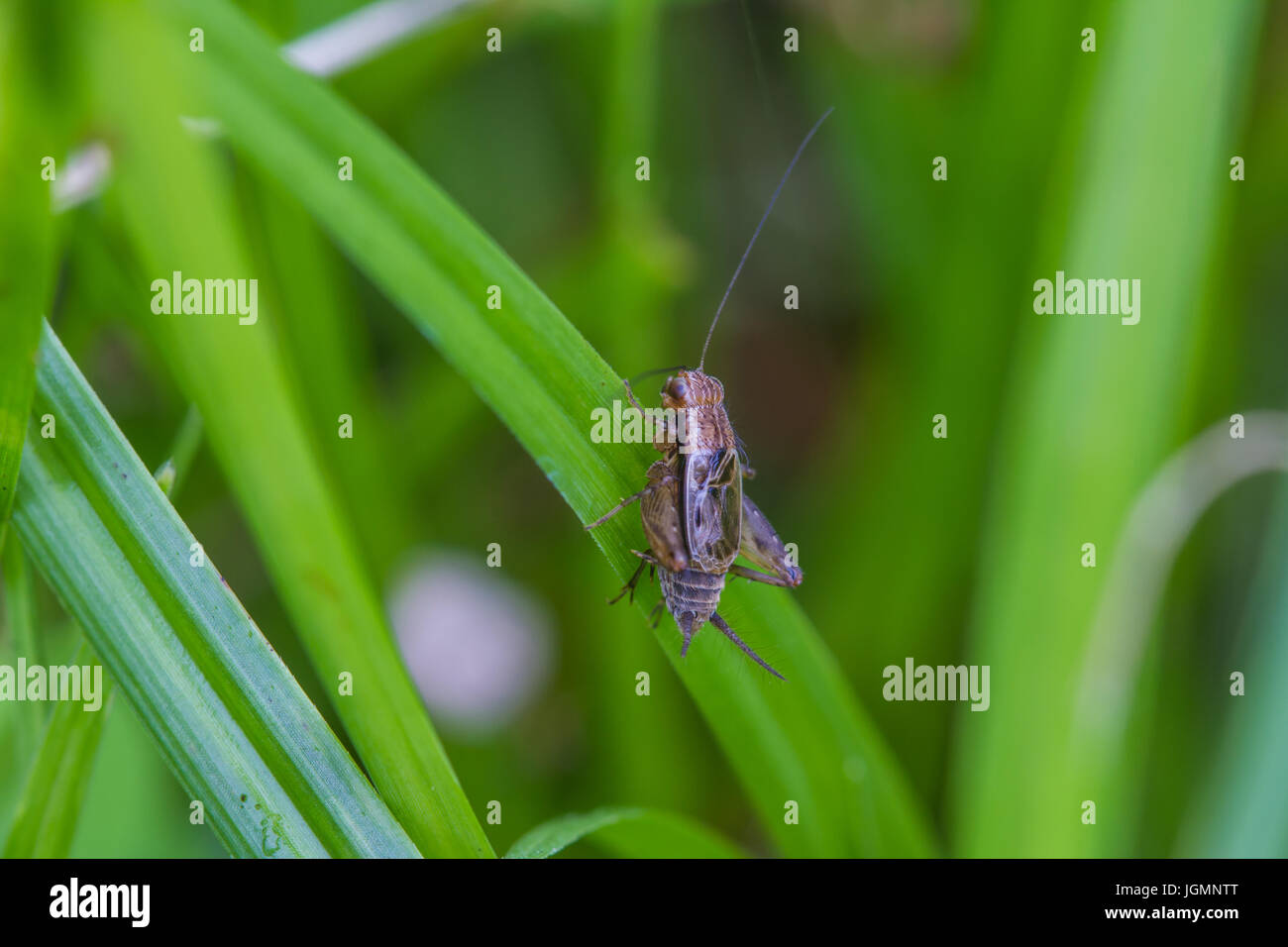 Close up House cricket (Acheta domestica) in tropical forest Stock Photo