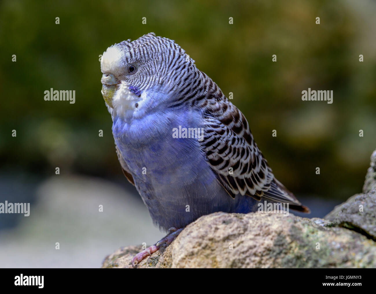 Violet Cobalt American Parakeet