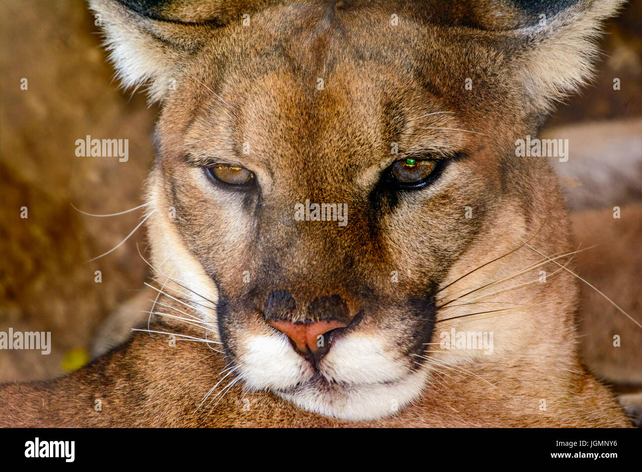 Mountain lion texas hi-res stock photography and images - Alamy