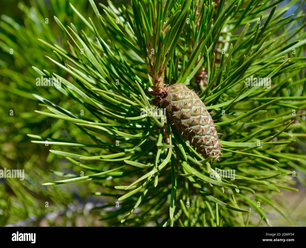 White pine cone hi-res stock photography and images - Alamy