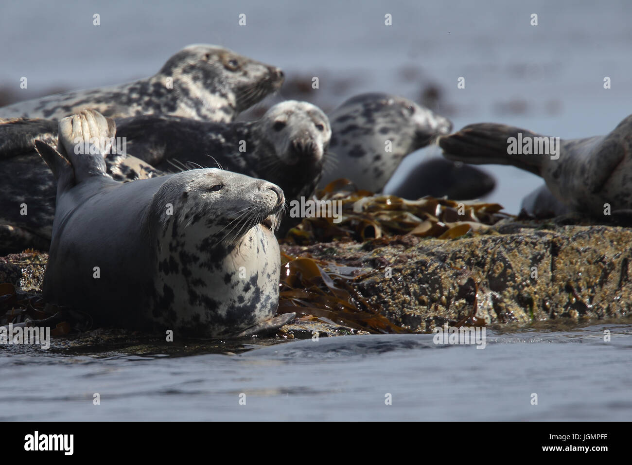 Grey Seal (Halichoerus grypus), resting on rocks, Farne Islands, Northumbria, England, UK. Stock Photo