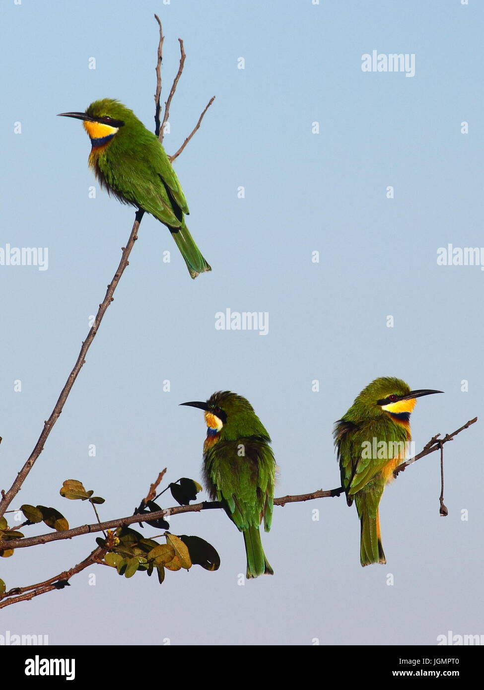 Blue-breasted or White-cheeked Bee-eater, Merops variegatus, in the Bangweulu Wetlands, Northern Zambia Stock Photo