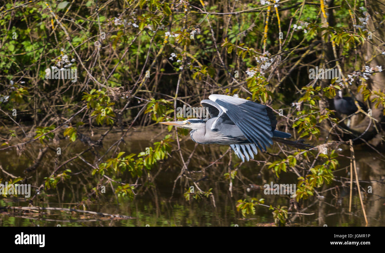 Grey heron flying over river Stock Photo