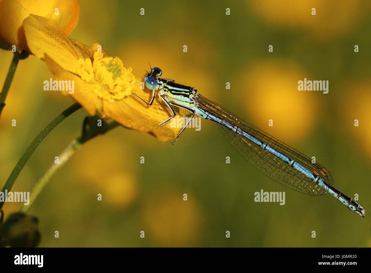 White legged damselflies hi-res stock photography and images - Alamy