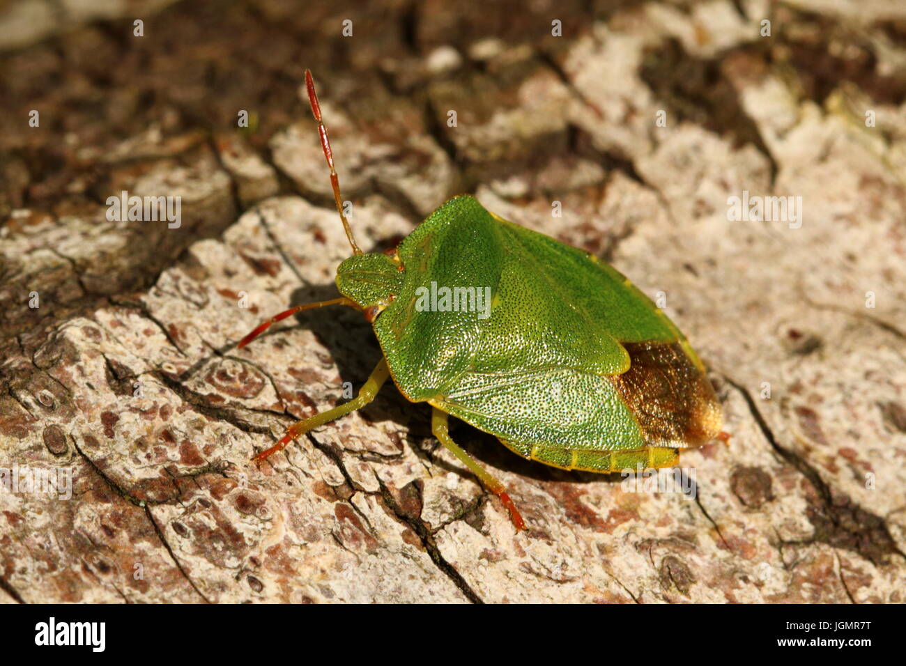 Adult Green Shieldbug Stock Photo