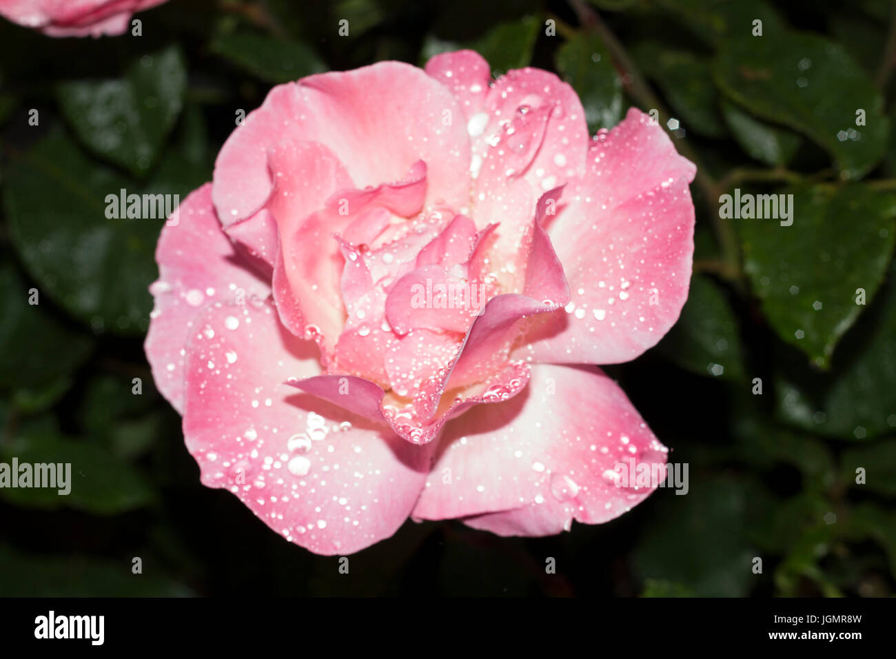 The english and their love of roses High Resolution Stock Photography