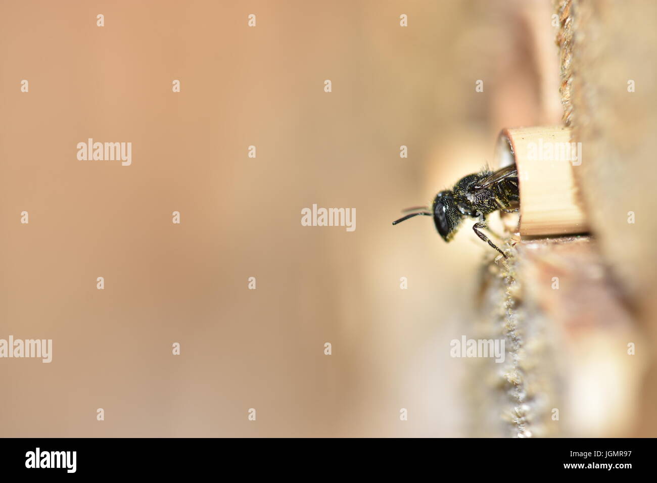 Solitary Resin bee (Heriades crenulatus) looking out of and leaving its nest in a hollow reed stalk in an insect hotel. Stock Photo