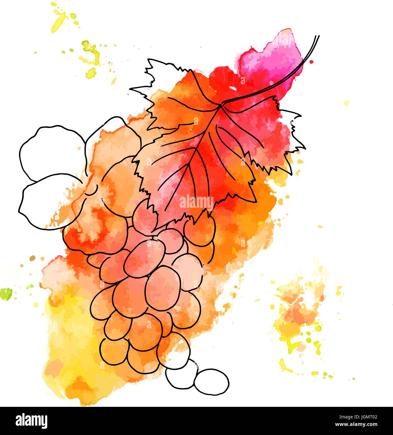 Vector and watercolor grape vine with rose on white Stock Vector Image ...