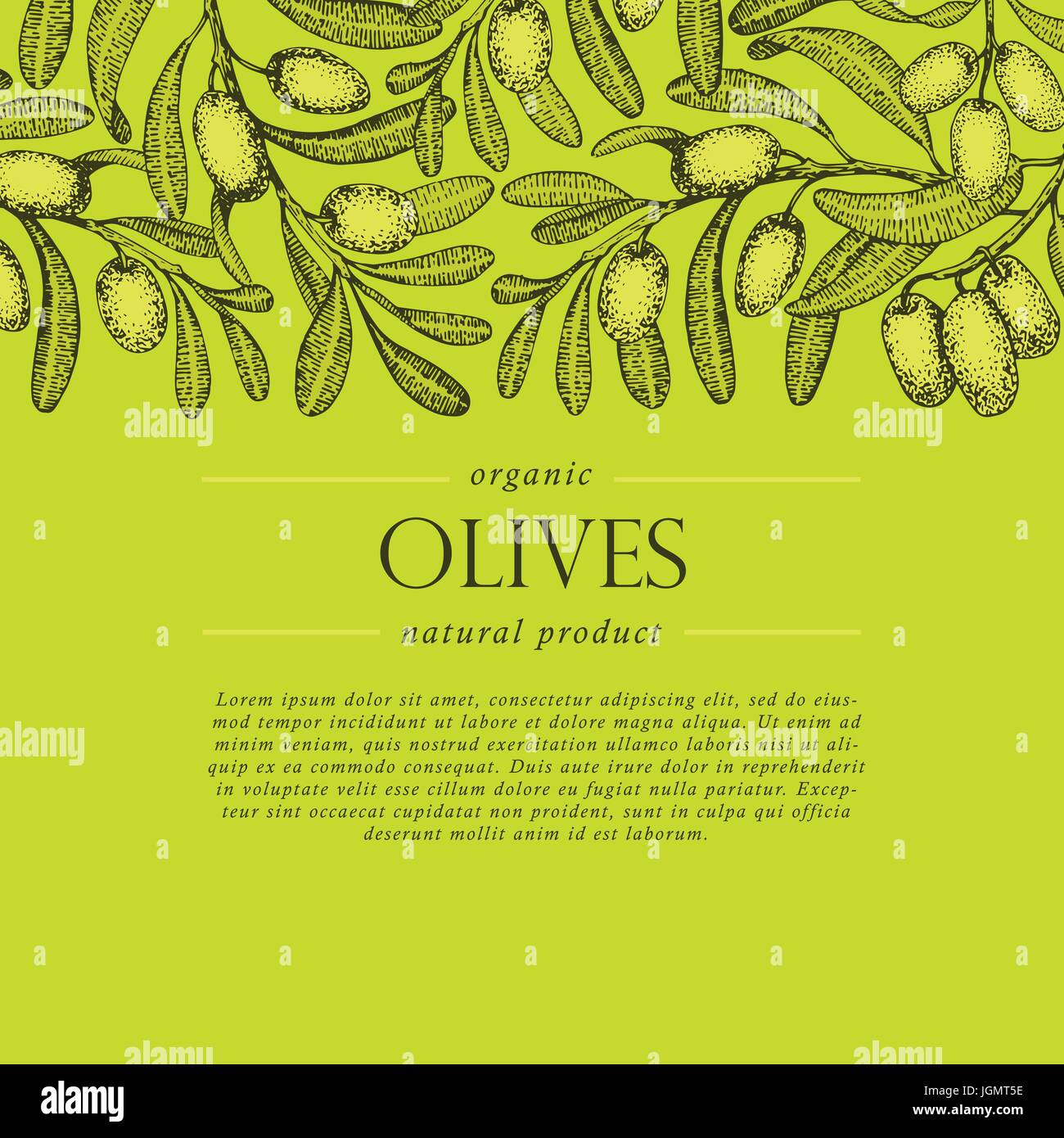olive tree branch vector banner. Engraving hand drawn style. Vector ...