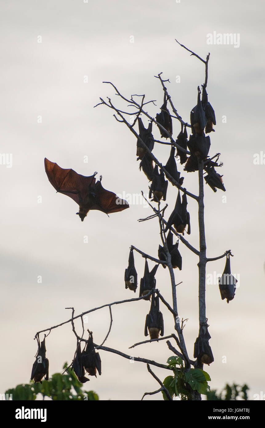 Fox Bats hanging in a tall tree Stock Photo Alamy