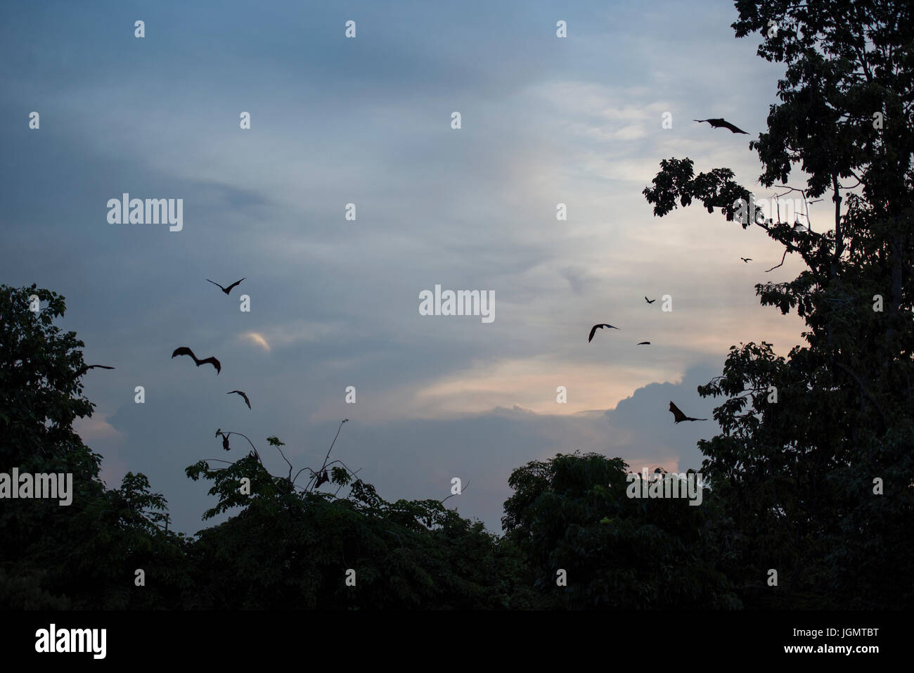 Endangered large flying fox hi-res stock photography and images - Alamy