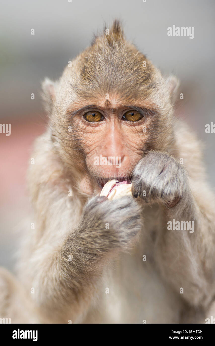 Macaque roaming hi-res stock photography and images - Alamy