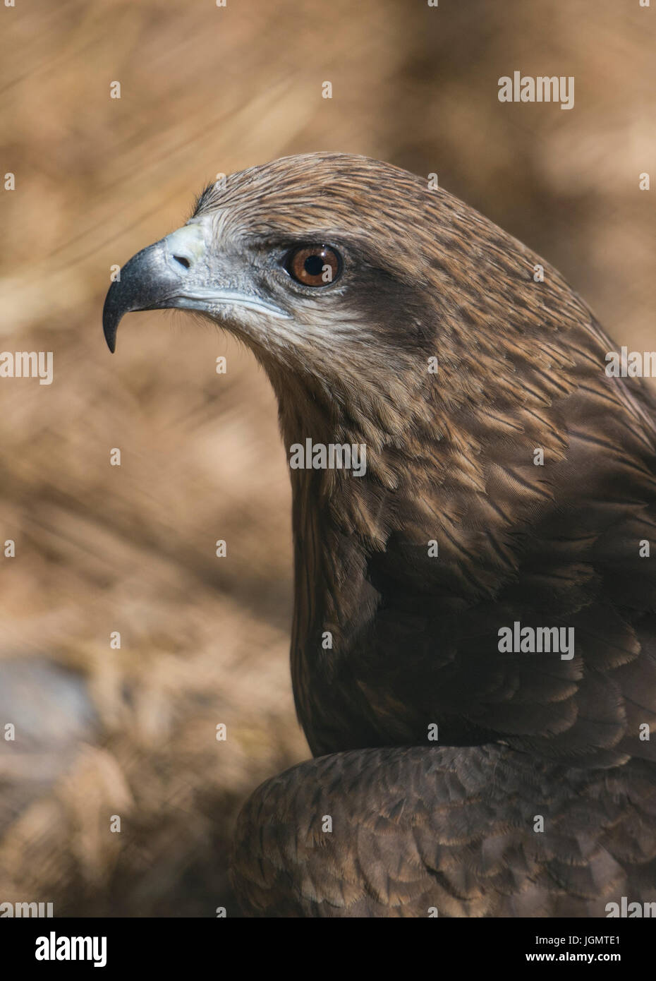 Black Kite Bird of prey in Thailand Stock Photo Alamy