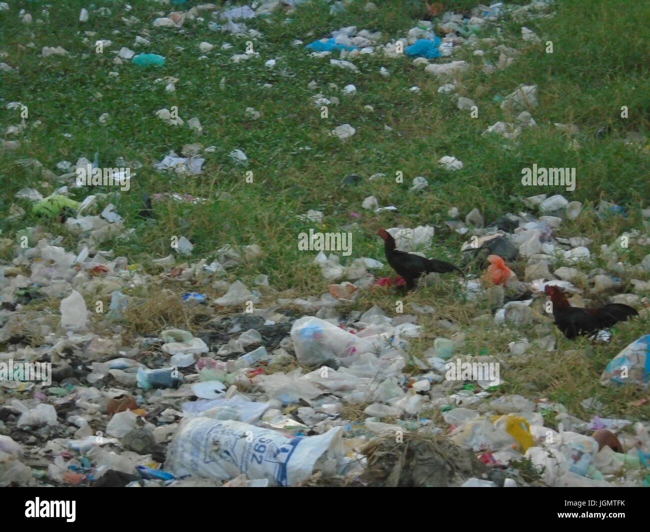 Poipet Cambodia Chickens Roosters Vacant Lot Trash Garbage Poipet Cambodia Banteay Meanchey Province Stock Photo