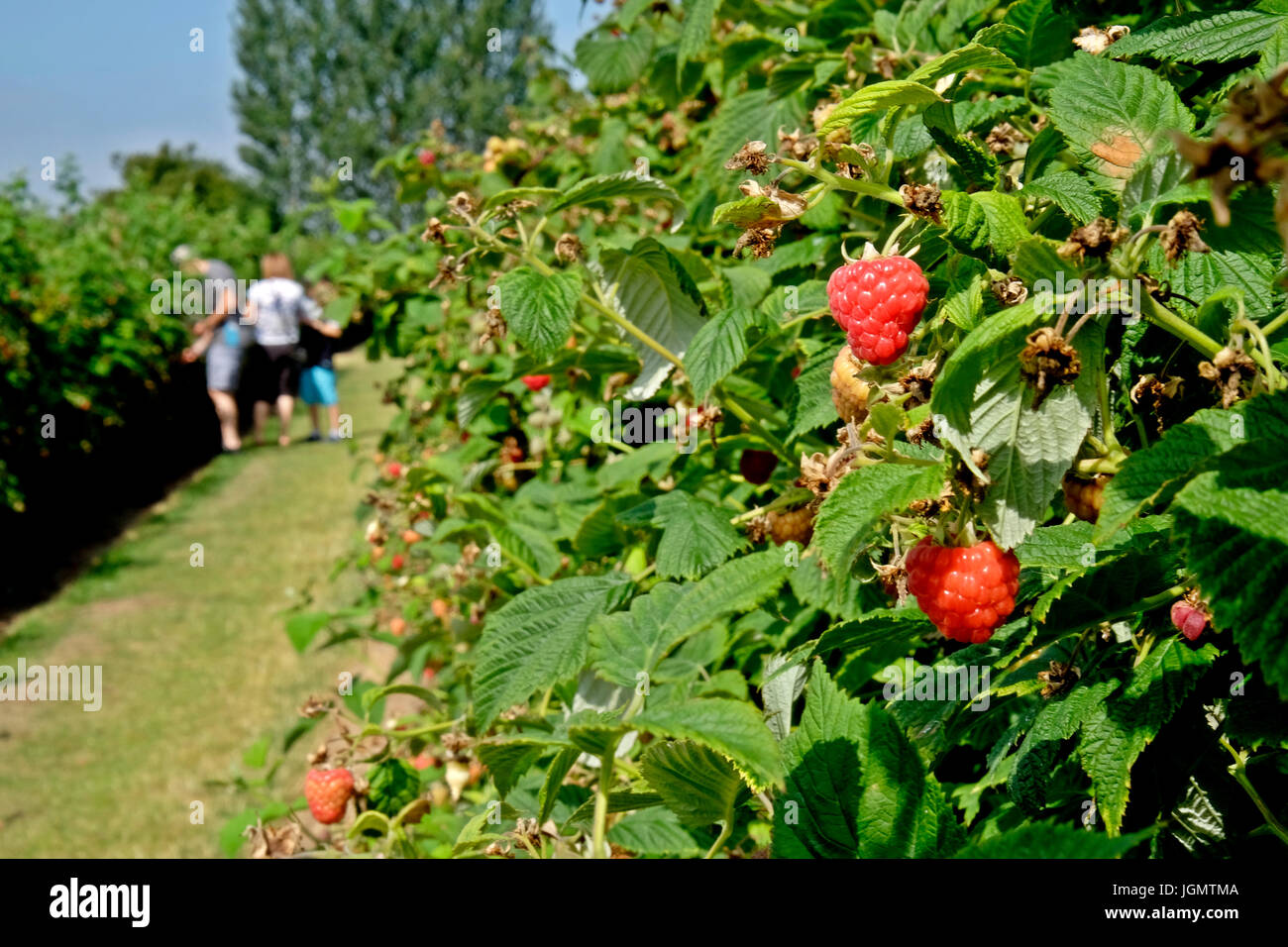 Pick your own Stock Photo Alamy