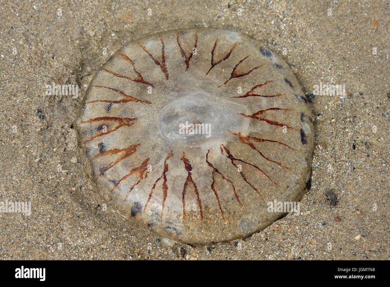 Compass Jellyfish Chrysaora hysoscella Stock Photo