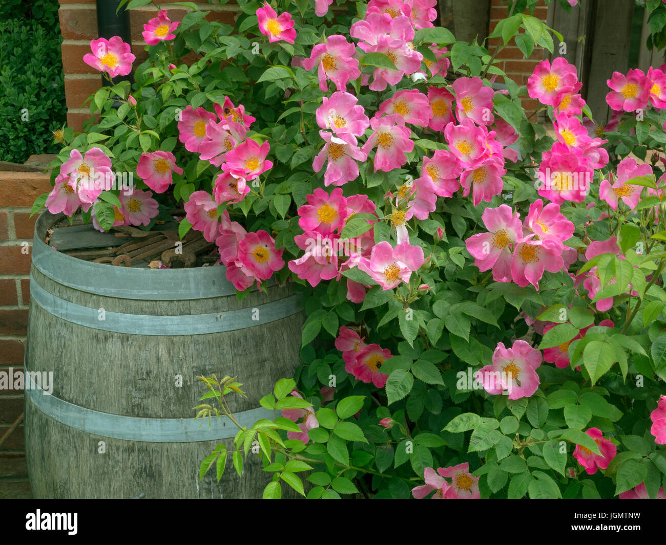 Rosa 'Complicata' Gallica rose  and garden water barrel Stock Photo