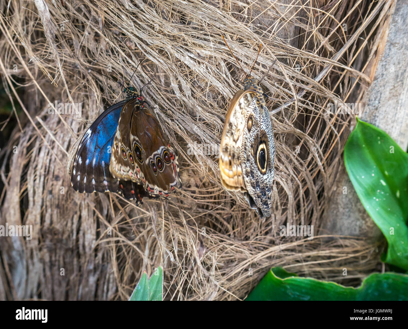 Blue Morpho butterfly, Morpho peleides, and Giant Owl butterfly, Caligo telamonious memnon Stock Photo