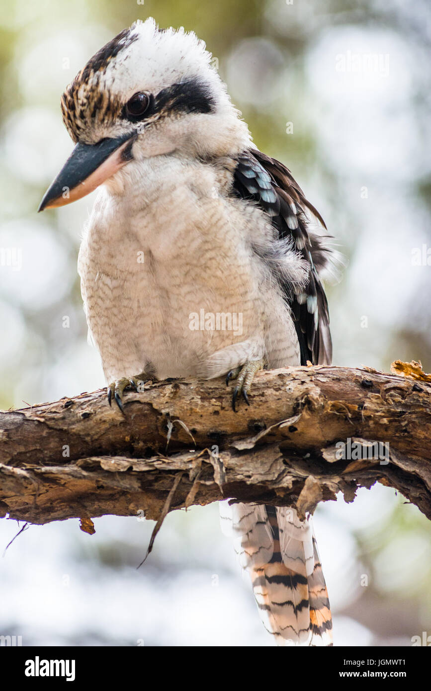 Blue-winged Kookaburra seen on Fraser Island, Queensland, Australia. Stock Photo