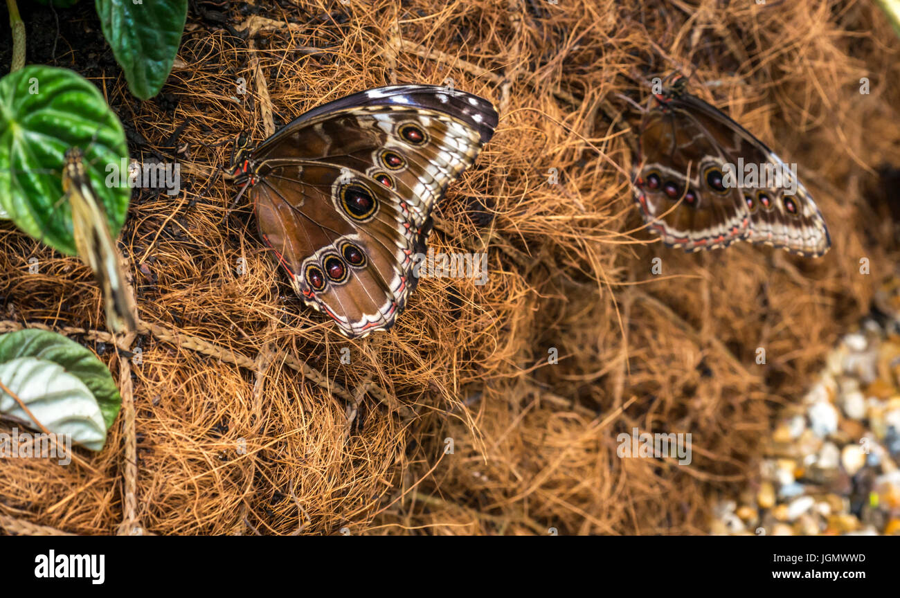 Close up of large exotic Blue Morpho, Morpho peleides, butterfly, Stock Photo