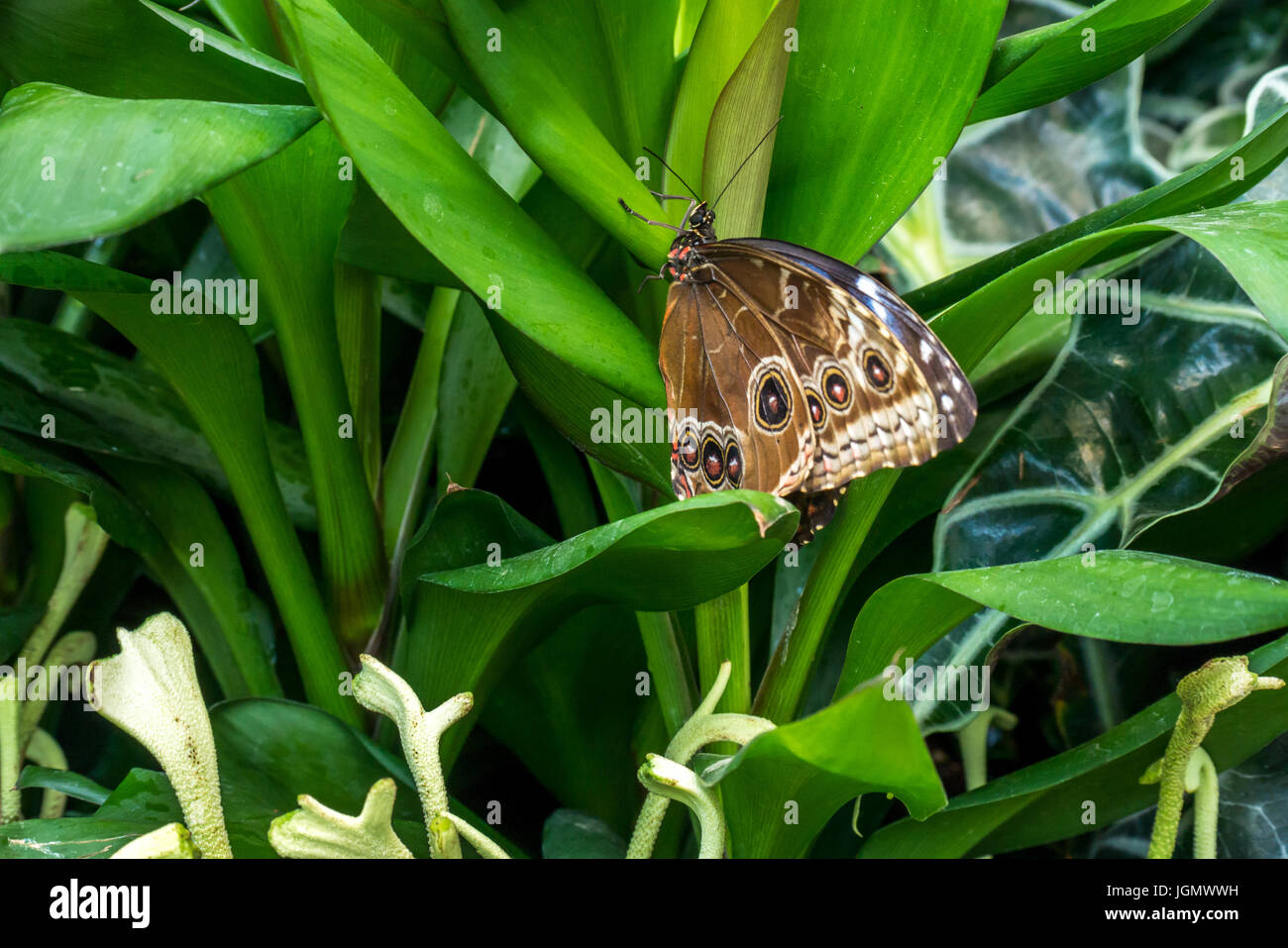 Close up of large exotic Blue Morpho, Morpho peleides, butterfly on green leaves Stock Photo