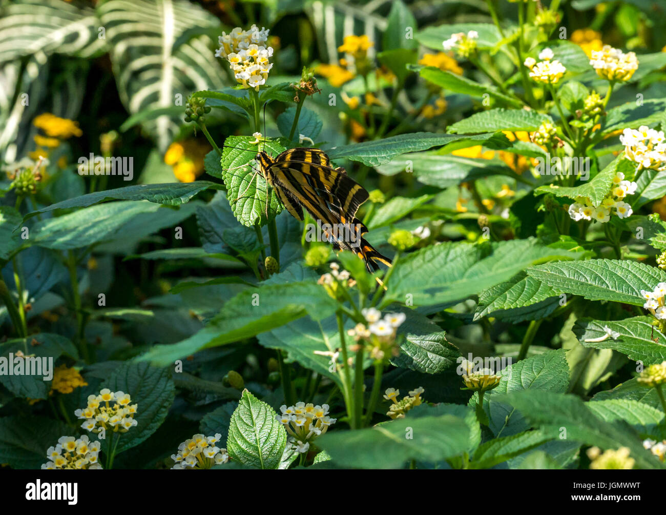 Close up of exotic tropical yellow swallowtail butterfly, Papilionidae Stock Photo