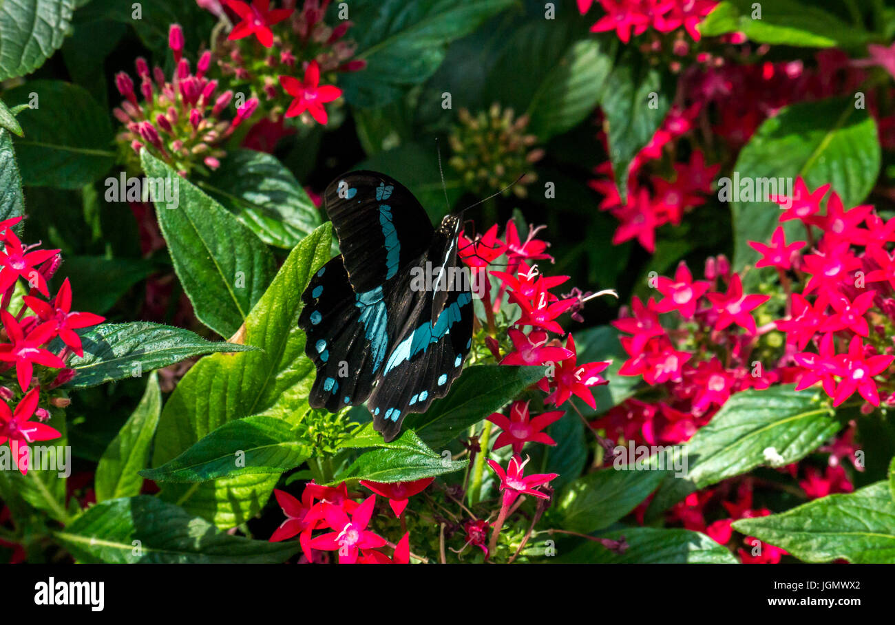 Close up of tropical black and blue spotted exotic butterfly on red flowers Stock Photo