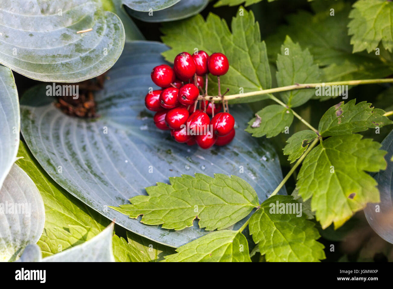 Actaea rubra Red Baneberry ripening poisonous berries on leaf Hosta Halcyon Stock Photo