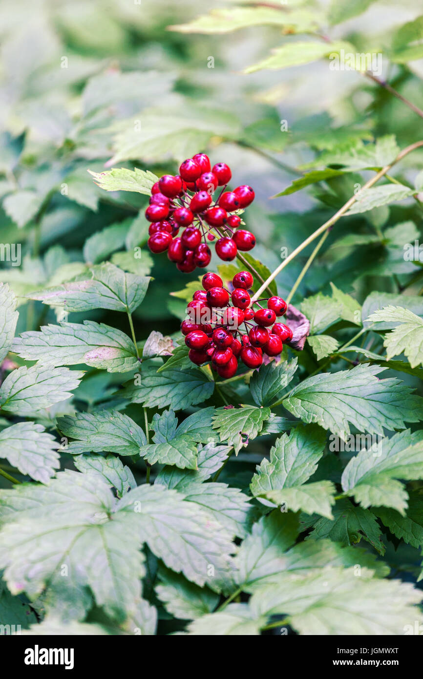 Actaea rubra with red ripening poisonous berries Stock Photo