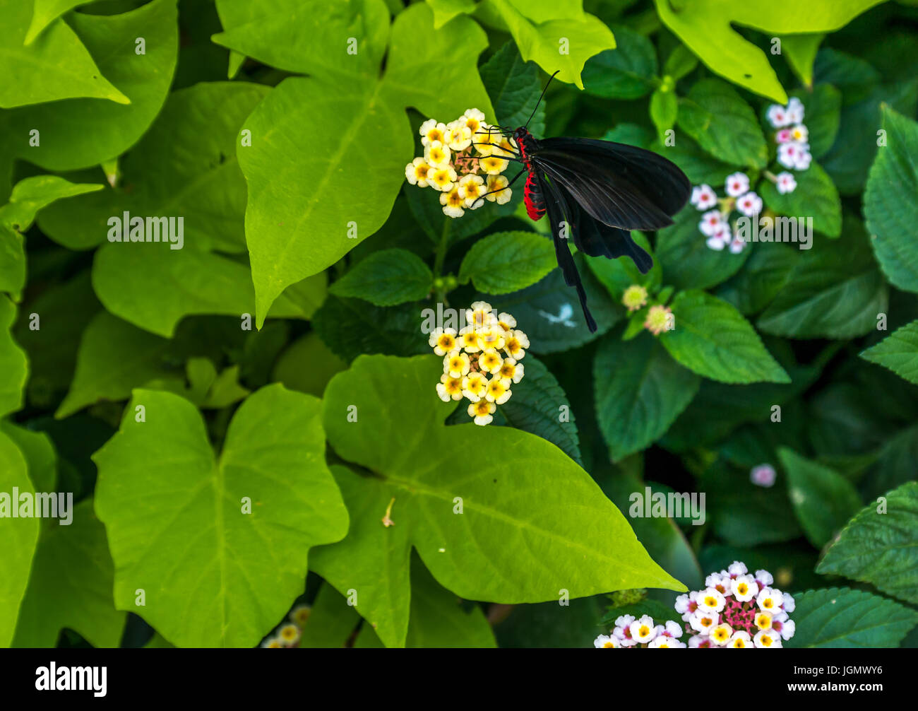 Close up of tropical jet black and red body exotic butterfly Stock Photo