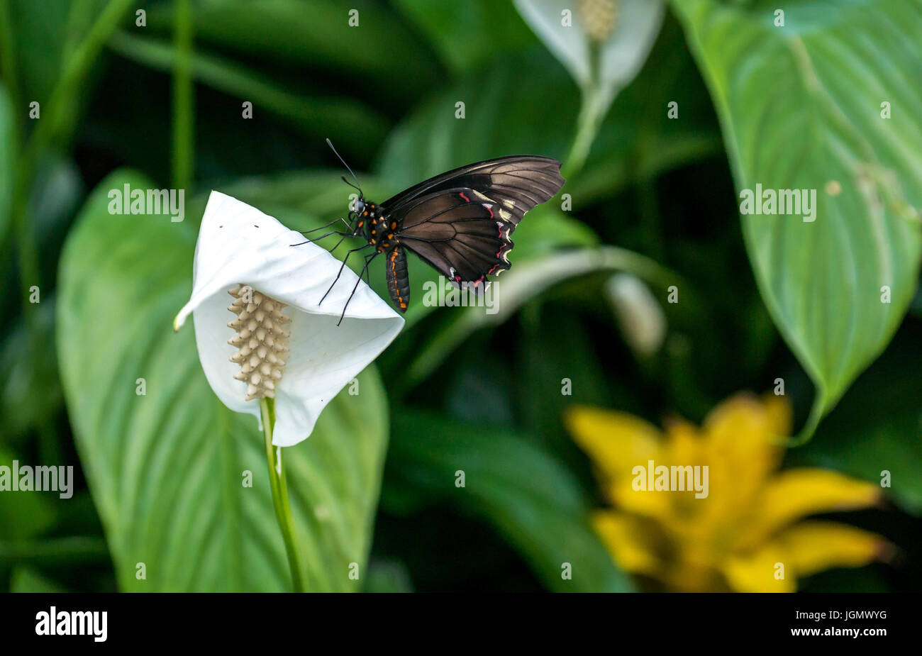 Tropical Polydamas swallowtail butterfly, Battus polydamas, on white peace lily, Spathiphyllum Stock Photo