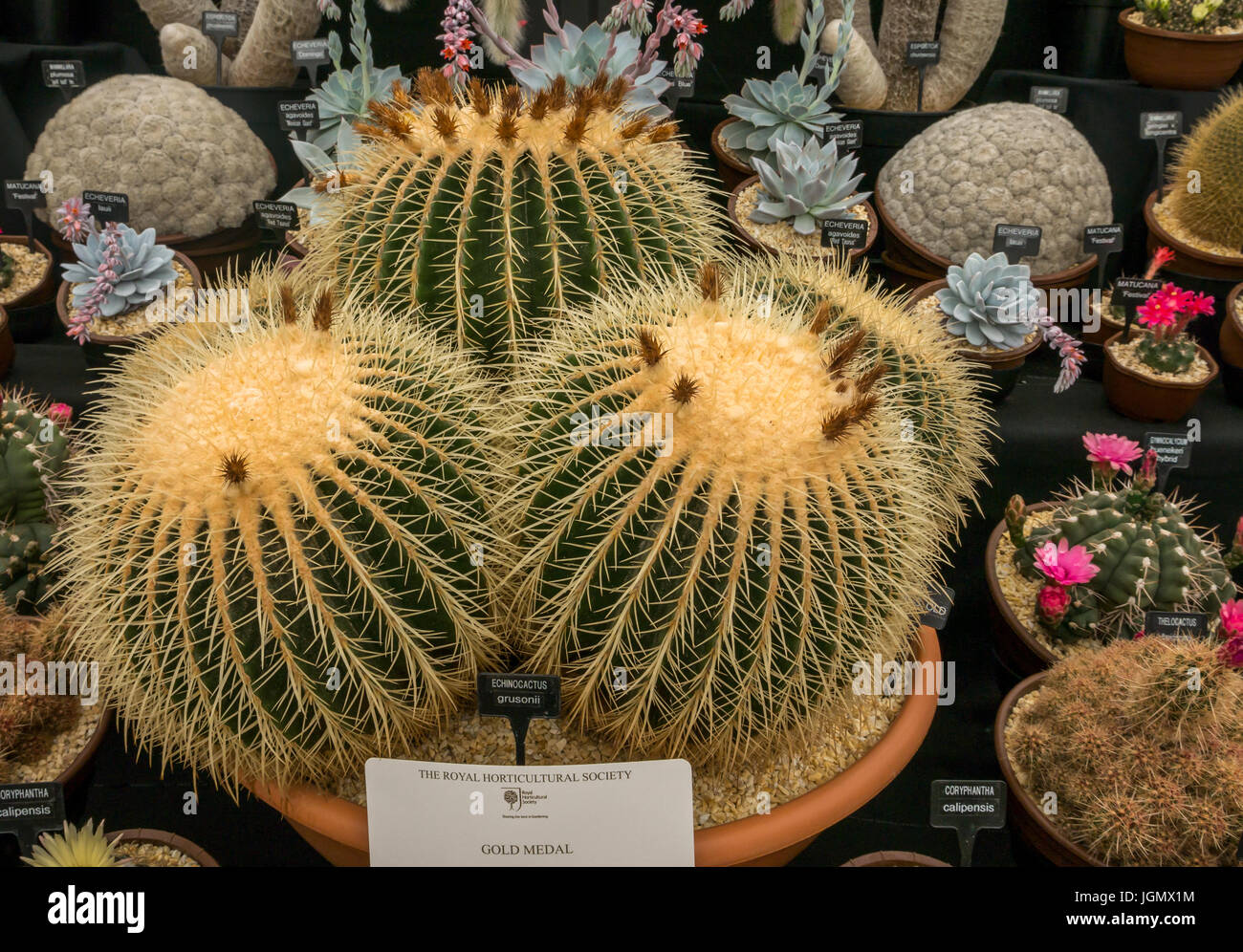 Echinocactus grusonii cactus display at RHS flower show, a gold medal winner, England, UK Stock Photo