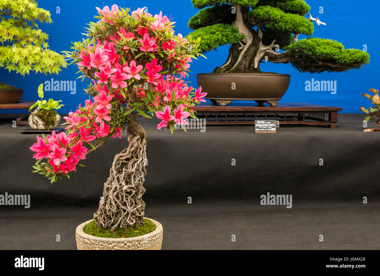 Pink flower Japanese rhododendron bonsai tree display at RHS Hampton Court Flower Show, London, England, UK Stock Photo