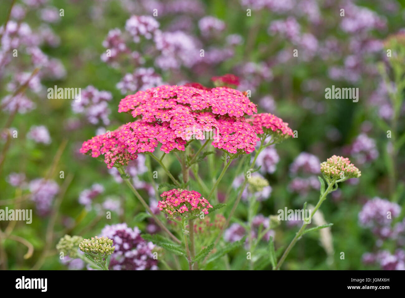 Achillea millefolium and thyme flowering in an herbaceous border. Yarrow growing in the garden. Stock Photo