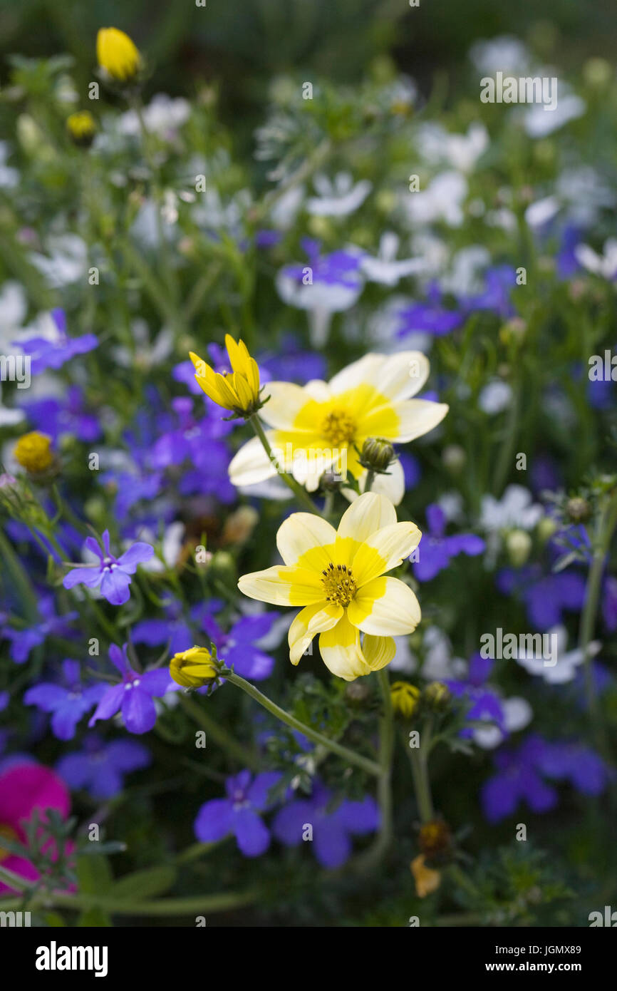 Bidens and lobelia in a summer flowering container. Stock Photo