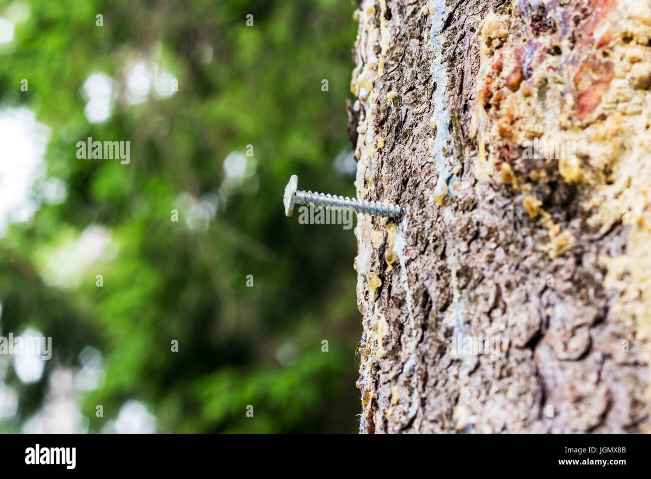 Man's crimes in the woods, a screw screwed into a living tree Stock Photo