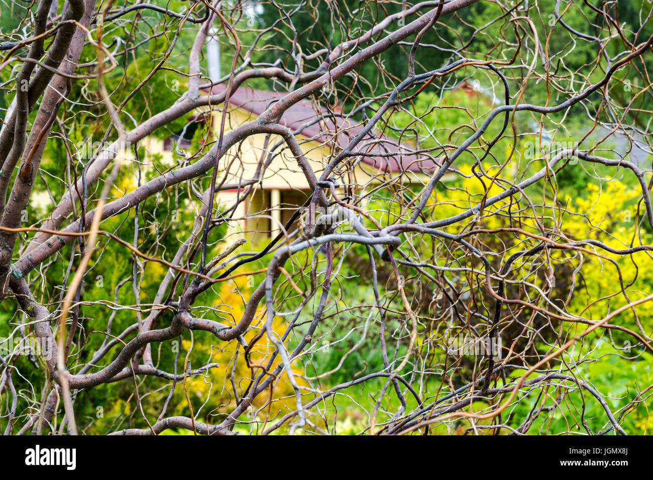 A small house of scanty branches of dried wood, bright spots of yellow green, a background pattern Stock Photo