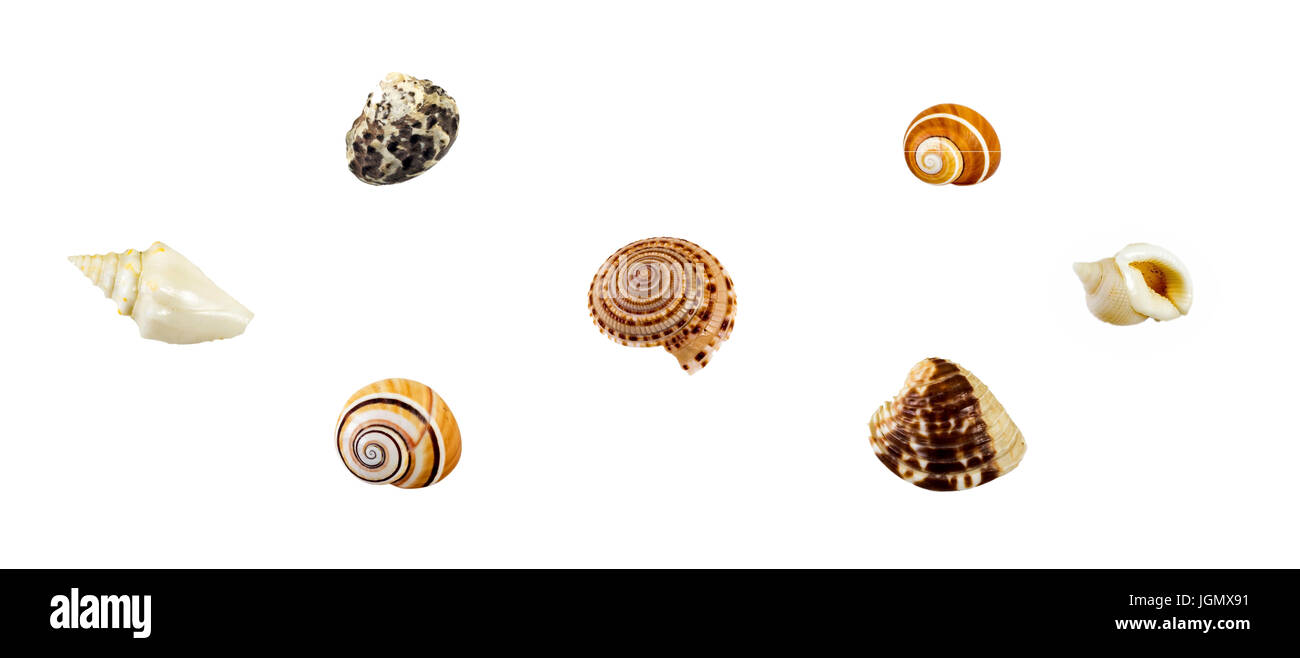 Set of small seashells isolated on white background Stock Photo