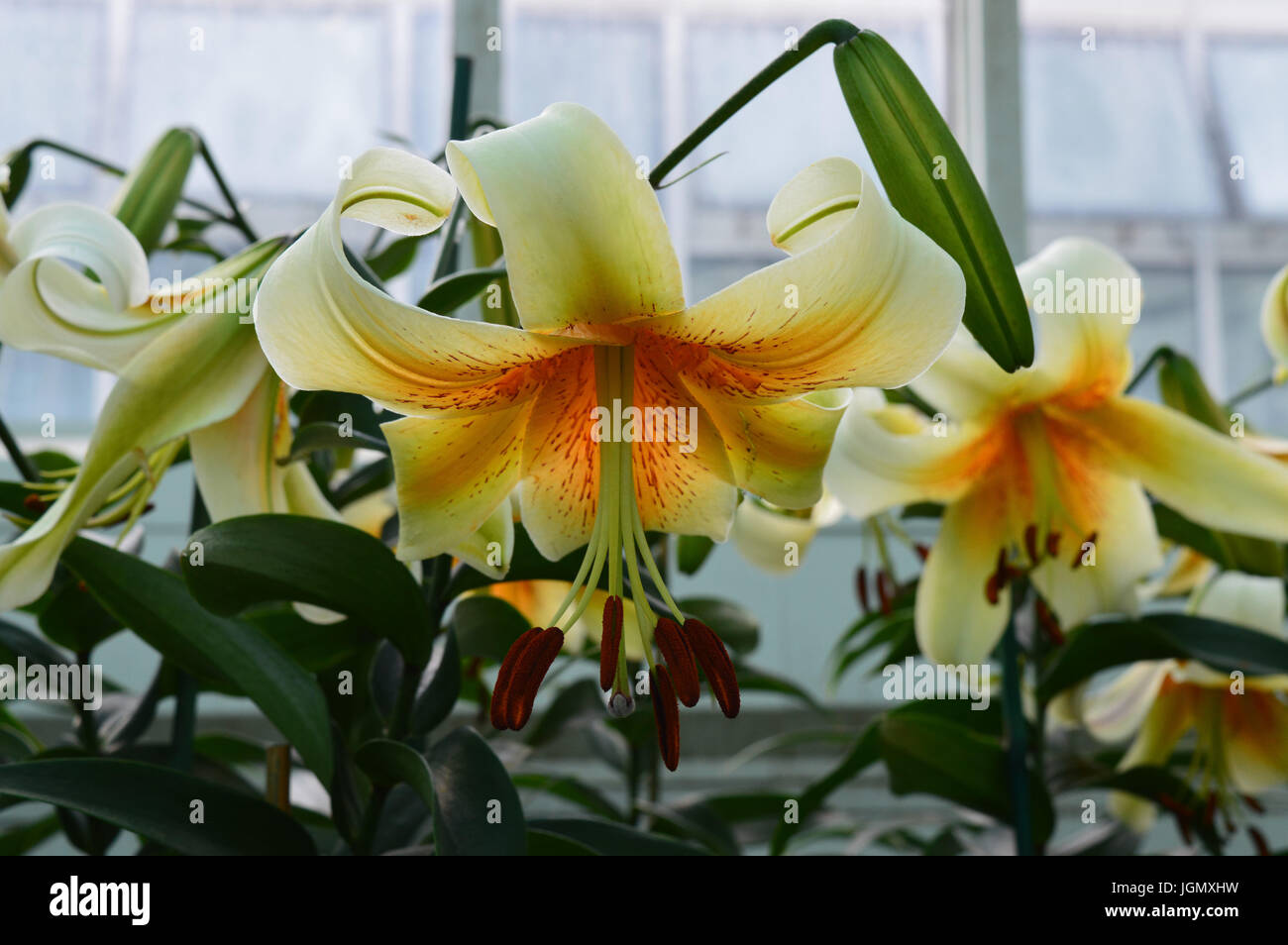Lily flower yellow hi-res stock photography and images - Alamy