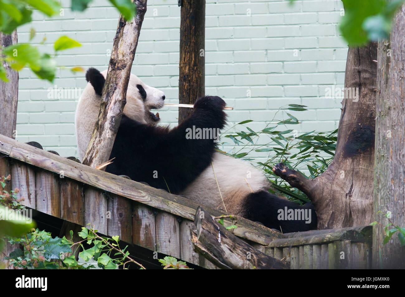 Yang Guang, the male giant panda has been at Edinburgh zoo since December 2011. Stock Photo