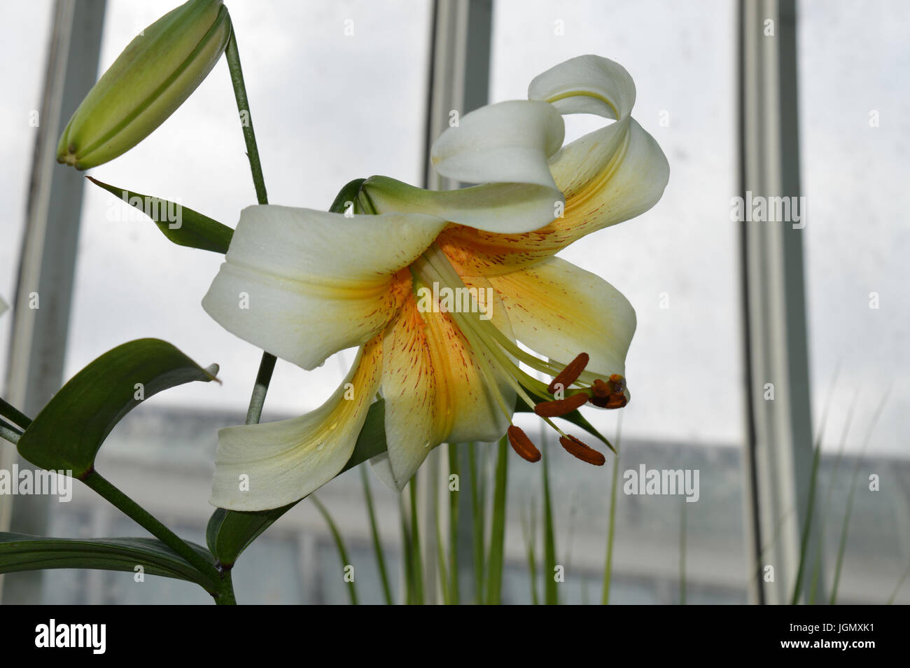 Lily flower in the greenhouse Stock Photo