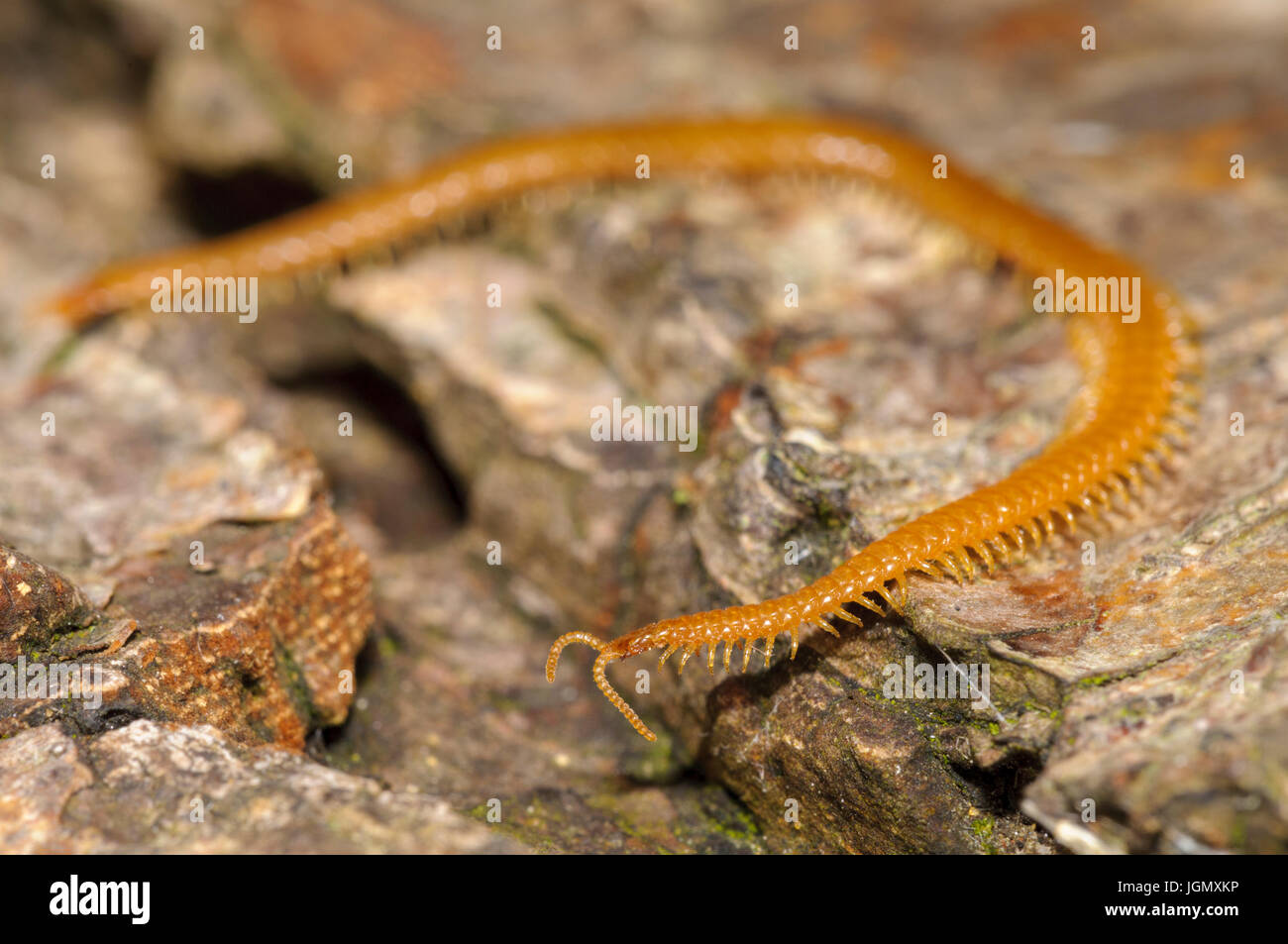 Centipede crawling hires stock photography and images Alamy