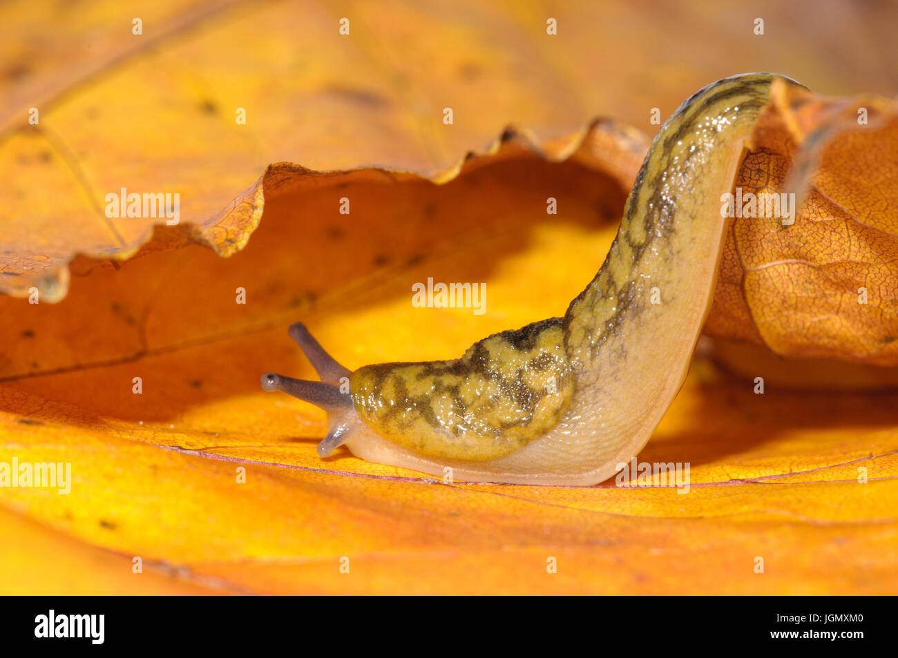 An adult yellow slug (Limax flavus) crawling over golden autumn leaves in a garden in Sowerby, North Yorkshire. November. Stock Photo