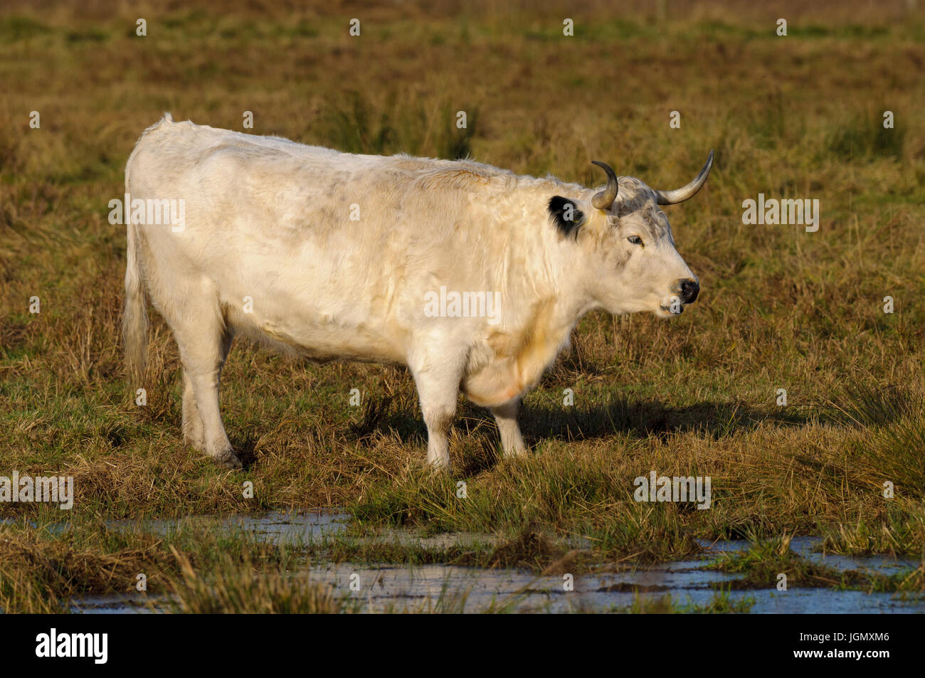 An adult bull of the rare breed White Park being used for conservation grazing at Yorkshire Wildlife Trust's Staveley Nature Reserve, Stavely, North Y Stock Photo