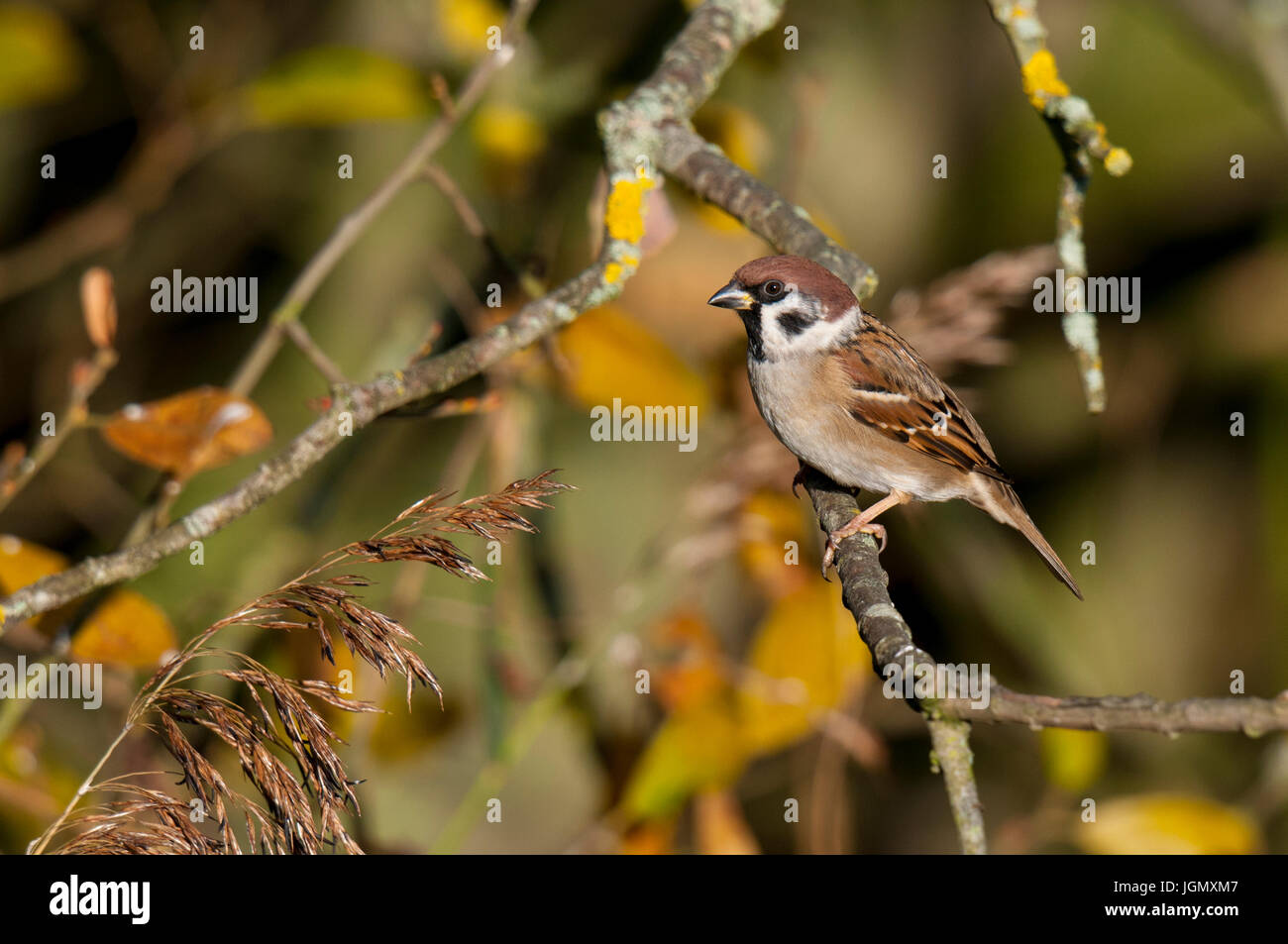 An adult tree sparrow (Passer montanus) perched on a twig above the reeds at Yorkshire Wildlife Trust's Staveley Nature Reserve, Staveley, North Yorks Stock Photo